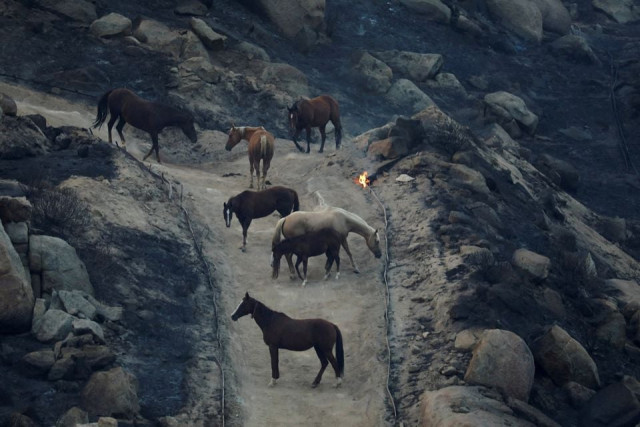 horses seek shelter as fairview fire burns near hemet california u s september 5 2022 reuters david swanson file photo horses seek shelter as fairview fire burns near hemet california u s september 5 2022 reuters david swanson file photo