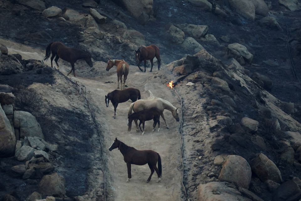 horses seek shelter as fairview fire burns near hemet california u s september 5 2022 reuters david swanson file photo