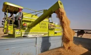a combine deposits harvested wheat in a tractor trolley at a field on the outskirts of ahmedabad india march 16 2022 reuters