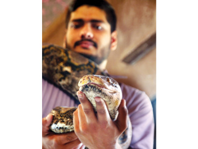 pet peeves collector of snakes boasts of a 9 000 addition pet peeves collector of snakes boasts of a 9 000 addition