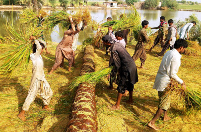 paddy trouble give subsidy or we will go to court paddy trouble give subsidy or we will go to court