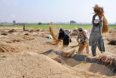 not a good time rice growers anxious over fluctuating price
