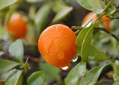 new season export of oranges may fetch 200m new season export of oranges may fetch 200m