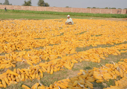 6 breakthrough benefits of corn 6 breakthrough benefits of corn