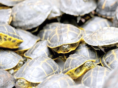 green turtles case sindh high court seeks details of investigation from customs authorities green turtles case sindh high court seeks details of investigation from customs authorities