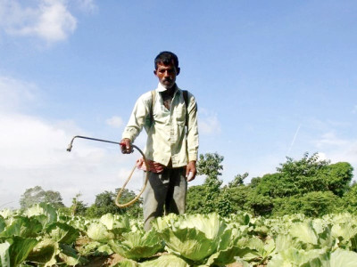 subsidy issue fertiliser industry govt in price printing dispute subsidy issue fertiliser industry govt in price printing dispute