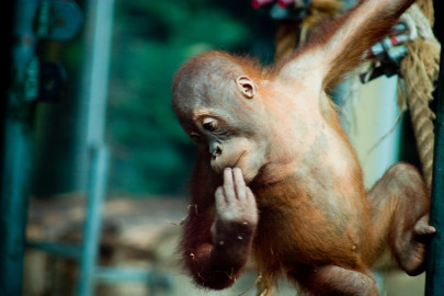 captive orangutan has human right to freedom argentine court rules