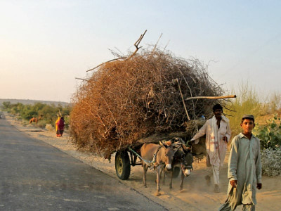 thar s thirst the tharis and their worries