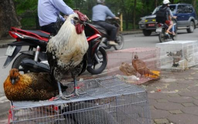 japan orders slaughter of 37 000 chickens in bird flu outbreak