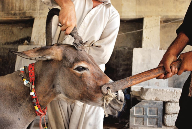 bad quality food two butchers arrested for selling donkey meat