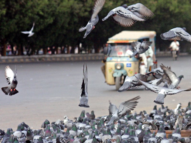 the new town roundabout is famous as a spot where people come to feed flocks of birds photo athar khan express