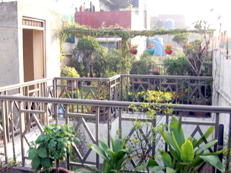 a view of the beautiful rooftop garden planted by the citizen photo express