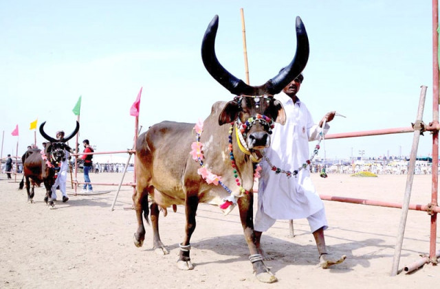 around 2 200 animals including goats sheep cows buffaloes camels horses fish and birds are being displayed in the expo in hyderabad photos nni ppi app around 2 200 animals including goats sheep cows buffaloes camels horses fish and birds are being displayed in the expo in hyderabad photos nni ppi app