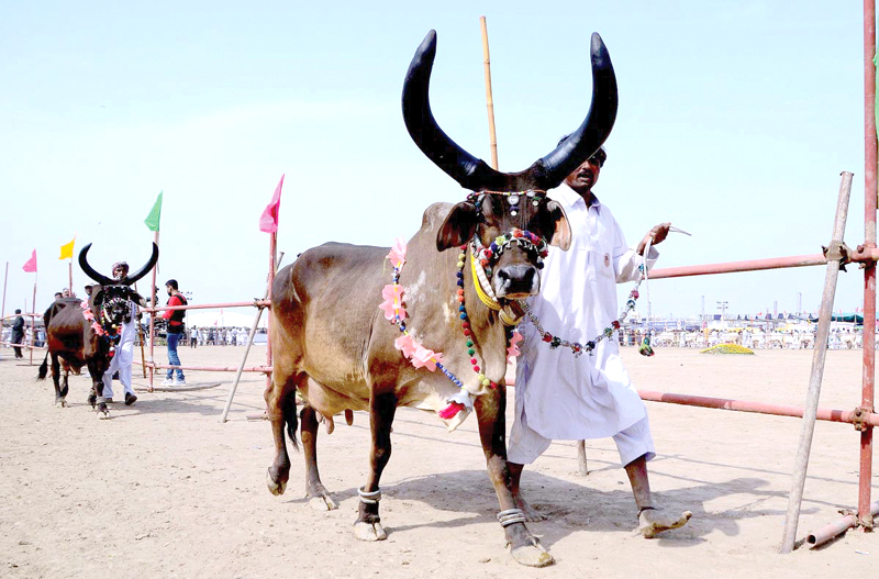 around 2 200 animals including goats sheep cows buffaloes camels horses fish and birds are being displayed in the expo in hyderabad photos nni ppi app