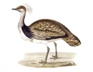 shoot at sight court accepts petition against hunting of houbara bustard