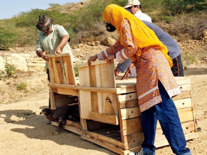 sindh wildlife department officials set free two steppe eagles rescued from poachers officials have put solar powered gps trackers on these migratory birds from the tundra region photos express