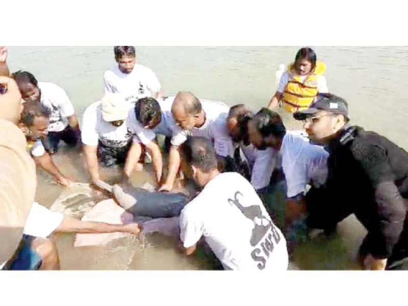 sindh wildlife department officials rescue a stranded dolphin in larkana on tuesday photo ppi