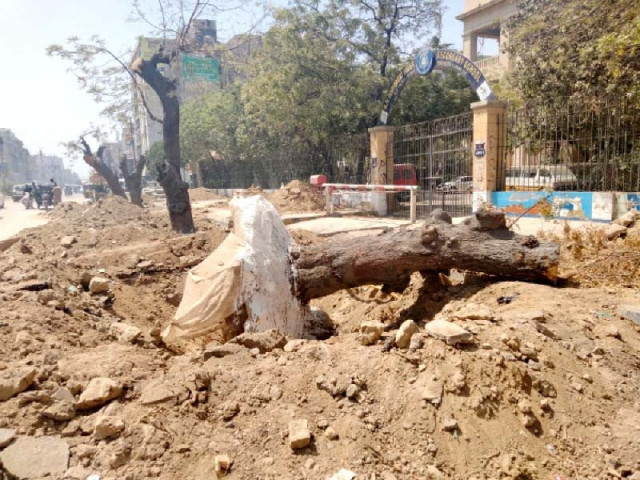 trees on ma jinnah road are being relocated to make way for the green line bus service track photos express trees on ma jinnah road are being relocated to make way for the green line bus service track photos express