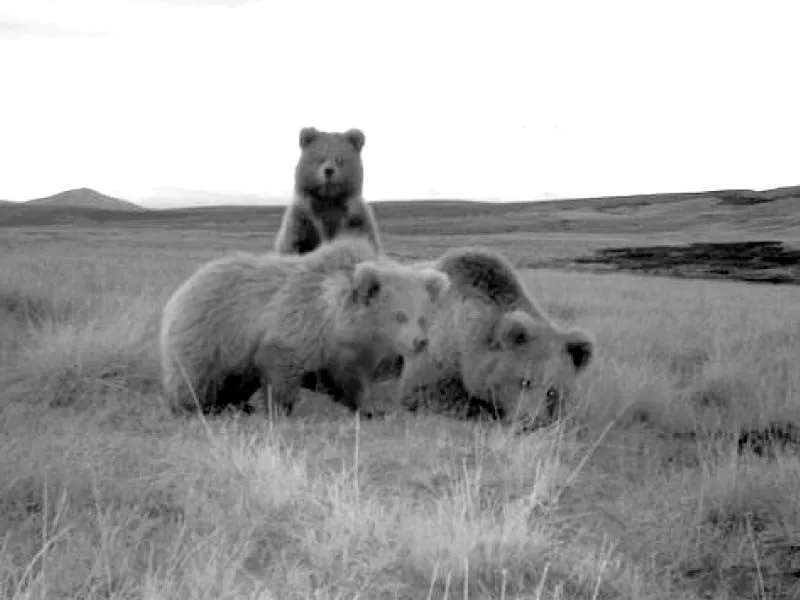 himalayan bears on verge of extinction himalayan bears on verge of extinction
