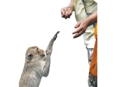 galiyat s hungry monkeys trigger human feeding debate