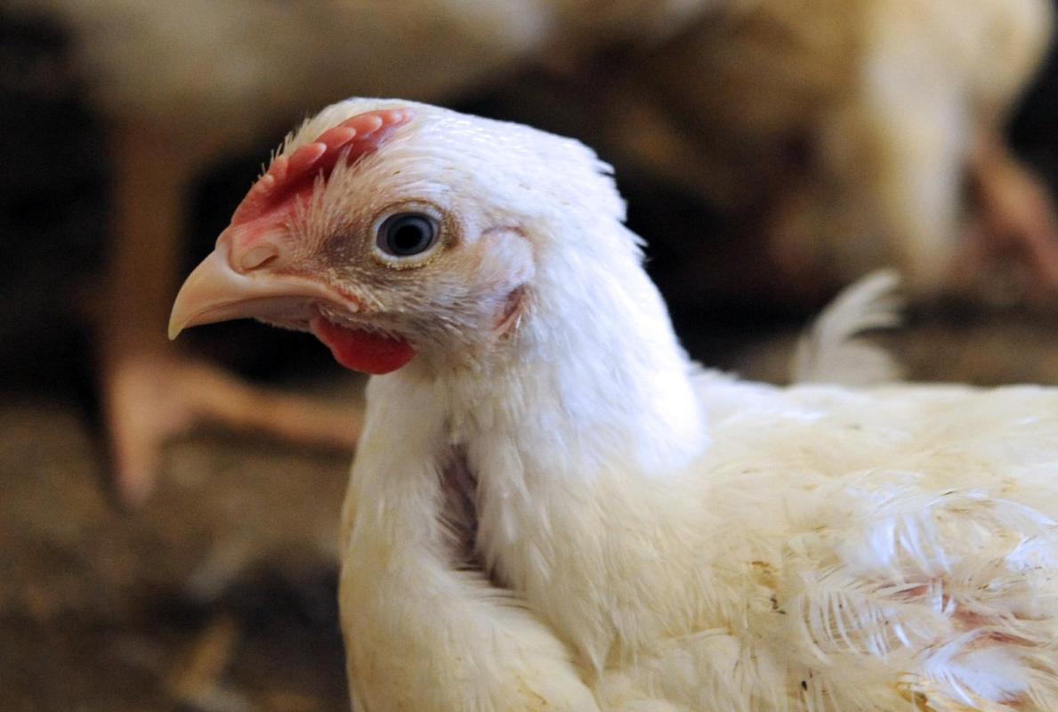 pakistan poultry association north zone chairman dr muhammad mustafa kamal while condemning the restriction asked the federal government to take immediate notice of the matter photo afp