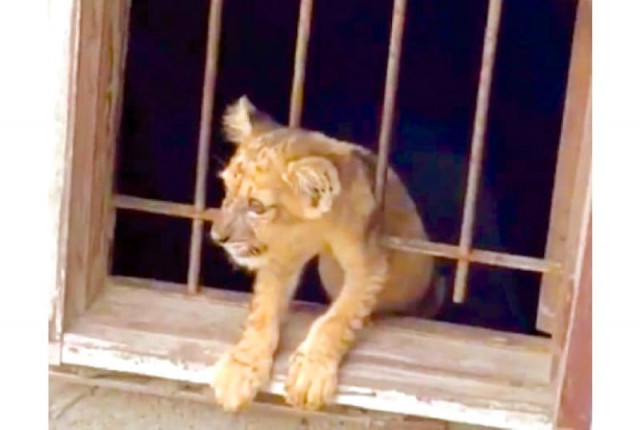 a lion cub peeks out of the window of a flat in the pechs area of karachi photo express
