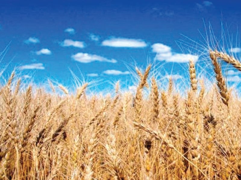 the provincial government has suggested to the centre to allow export of 500 000 tons of locally produced wheat stock image