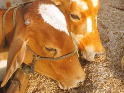 a dairy venture project to provide income opportunity for tharis ready to lift off