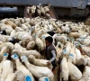 uzbekistan pushes for live animal imports
