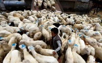 uzbekistan pushes for live animal imports