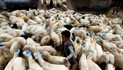 uzbekistan pushes for live animal imports