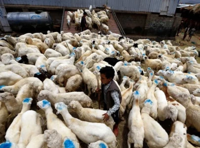 uzbekistan pushes for live animal imports