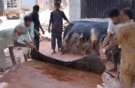 sindh tightens the screws on eidul azha hide trade