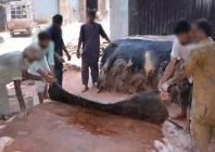 sindh tightens the screws on eidul azha hide trade sindh tightens the screws on eidul azha hide trade