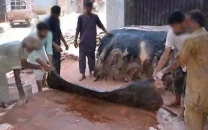 sindh tightens the screws on eidul azha hide trade