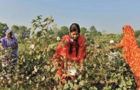 despite institutional strengths and supportive policies the food ministry said pakistan had yet to fully capitalise on the opportunities offered by agricultural biotechnology the primary reason for which was the absence of a clear and unified strategic direction photo file