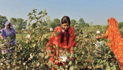 despite institutional strengths and supportive policies the food ministry said pakistan had yet to fully capitalise on the opportunities offered by agricultural biotechnology the primary reason for which was the absence of a clear and unified strategic direction photo file