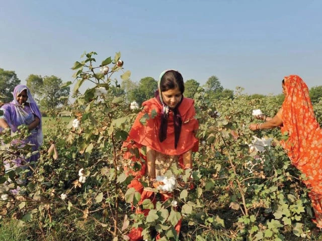 despite institutional strengths and supportive policies the food ministry said pakistan had yet to fully capitalise on the opportunities offered by agricultural biotechnology the primary reason for which was the absence of a clear and unified strategic direction photo file despite institutional strengths and supportive policies the food ministry said pakistan had yet to fully capitalise on the opportunities offered by agricultural biotechnology the primary reason for which was the absence of a clear and unified strategic direction photo file