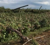 storms ravage fruit farms