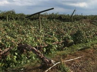 storms ravage fruit farms