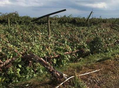 storms ravage fruit farms
