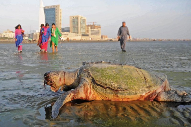 a leatherback turtle caught in a net was safely released into the sea on wednesday when another turtle found at sea view was not so lucky photos express courtesy wwf p a leatherback turtle caught in a net was safely released into the sea on wednesday when another turtle found at sea view was not so lucky photos express courtesy wwf p