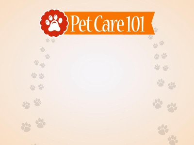 pet care 101