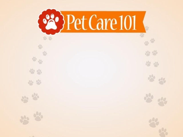 taking care of a pet involves a little more than just providing them with food and shelter design by aamir khan taking care of a pet involves a little more than just providing them with food and shelter design by aamir khan