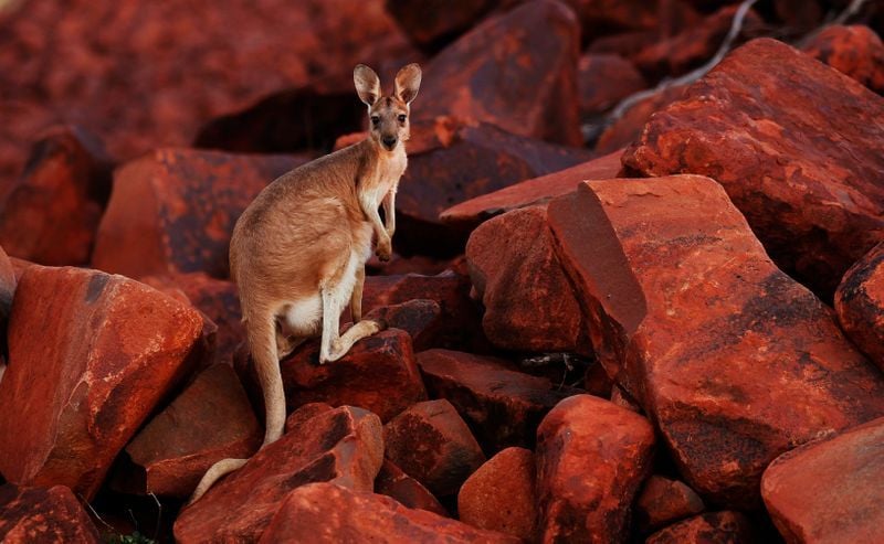 a kangaroo looks on while standing on iron ore rocks close to the dampier port at the pilbarra region in western australia april 19 2011 photo reuters