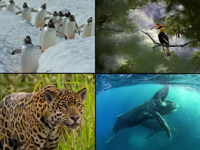 the netflix documentary aims to take a look at the impact of climate change on the various life forms which populate the earth the netflix documentary aims to take a look at the impact of climate change on the various life forms which populate the earth