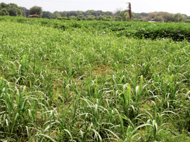 farooqi said an increase in production of the crop will bring prosperity to the farmers who will in turn provide sugarcane to the mills photo ayesha mir express farooqi said an increase in production of the crop will bring prosperity to the farmers who will in turn provide sugarcane to the mills photo ayesha mir express