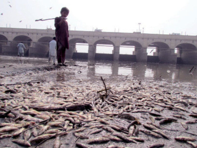 hundreds of juvenile fish were found dead from the rice and nara canals after fishermen added poisionous chemicals to the water poison fishing has become a serious cause of concern in the region over the last few years photo express hundreds of juvenile fish were found dead from the rice and nara canals after fishermen added poisionous chemicals to the water poison fishing has become a serious cause of concern in the region over the last few years photo express
