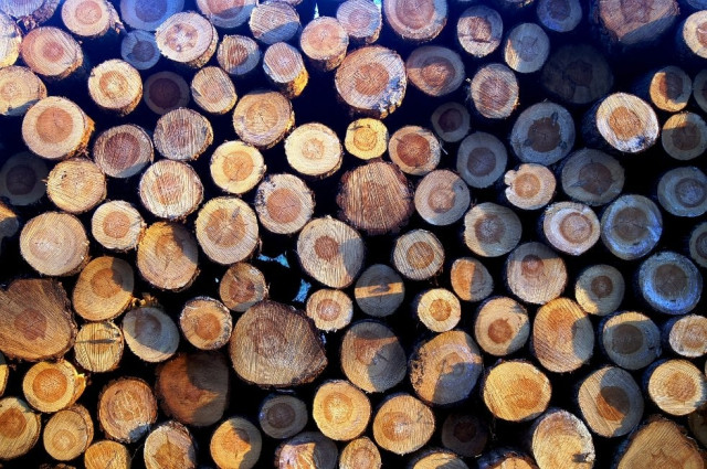 over 450 imported timber containers stuck over 450 imported timber containers stuck