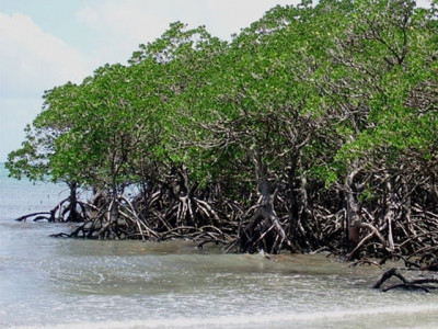 mangrove covered area ti pakistan contests sindh govt s reply mangrove covered area ti pakistan contests sindh govt s reply